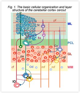 cerebellum development