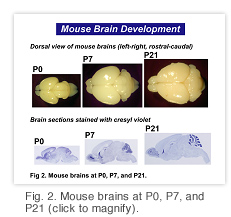 Fig2